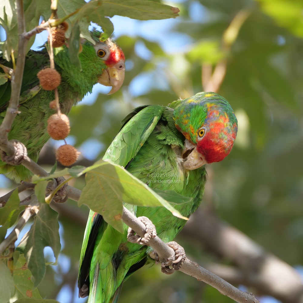 red crowned amazon